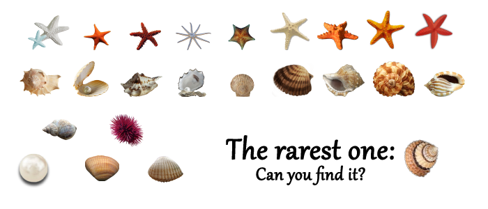 1-seashells